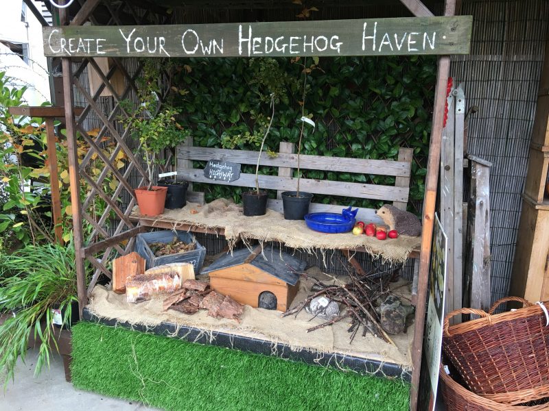 Create a Haven to help non-hibernating hedgehogs